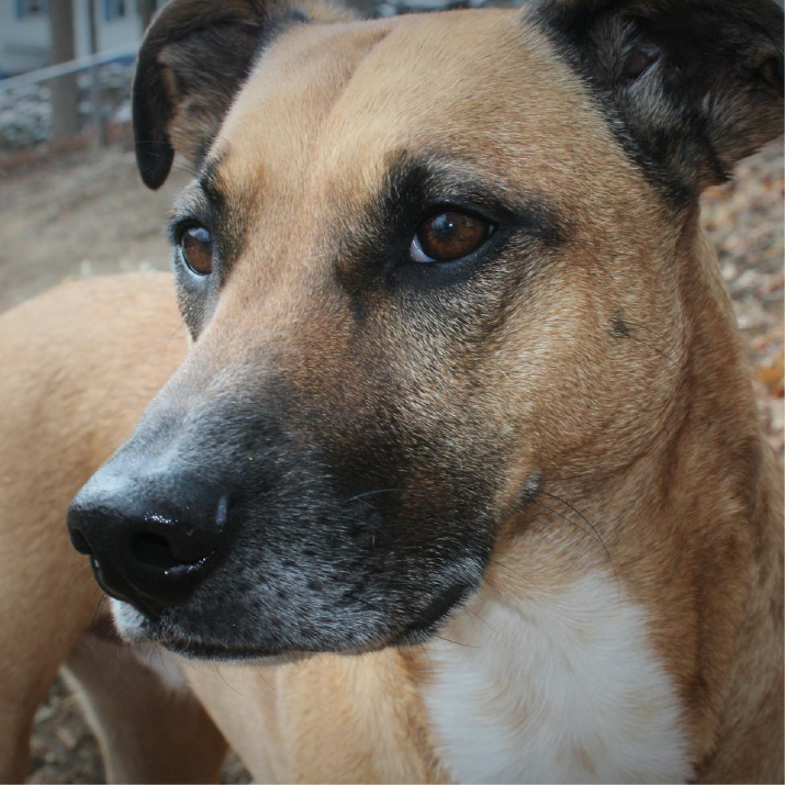 voluntariado-para-ayudar-en-fundaciones-de-rescate-animal-panama.png